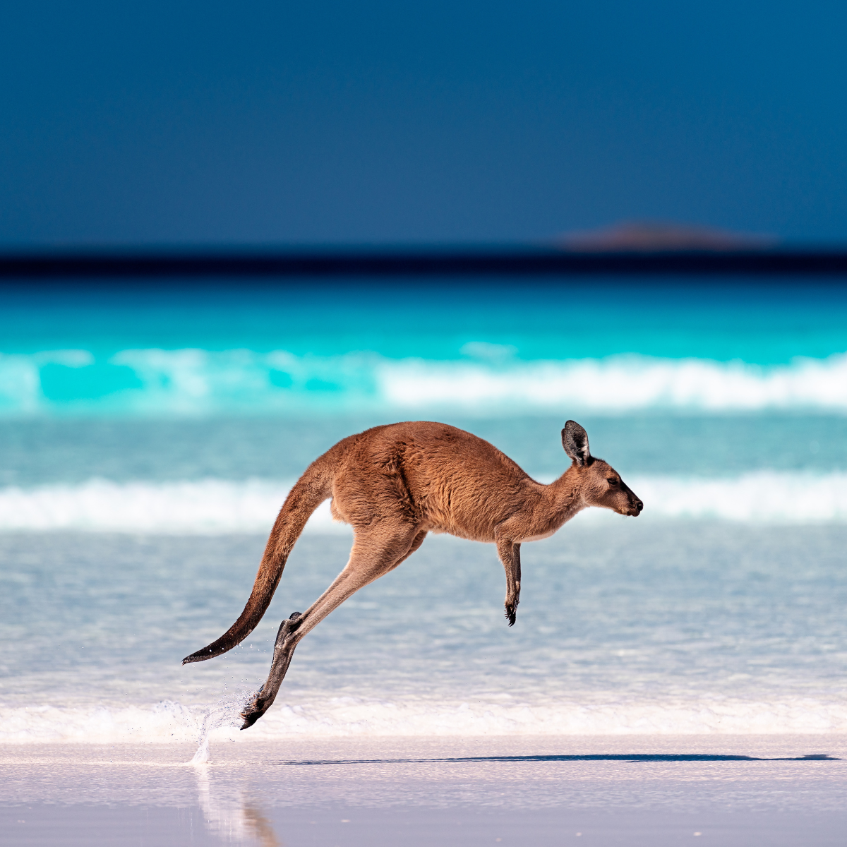 Cruising Australasia